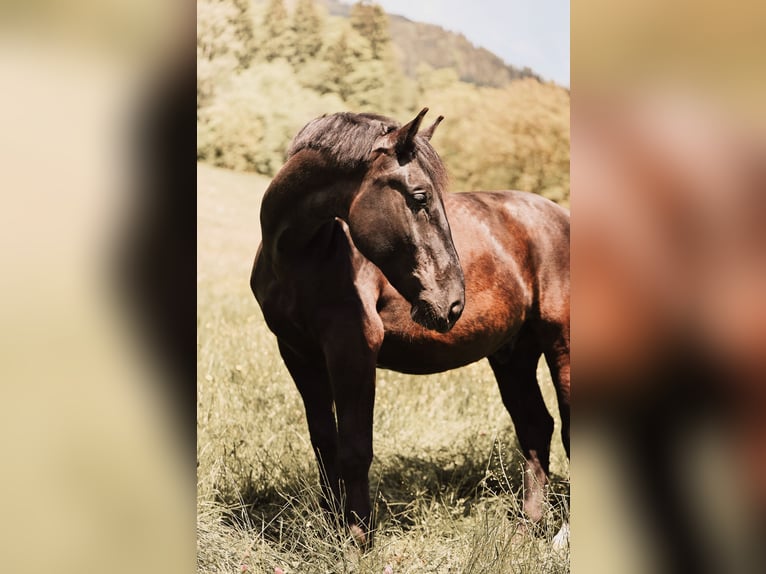 Moritzburg Croisé Hongre 8 Ans 173 cm Noir in Sankt Veit im Pongau