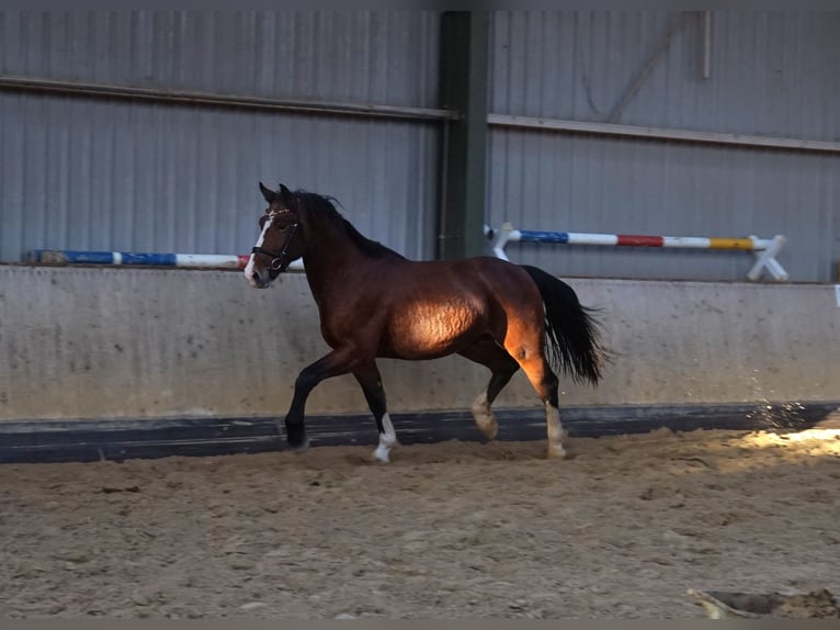 Moritzburg Stallone 2 Anni 163 cm Baio in Hermsdorf