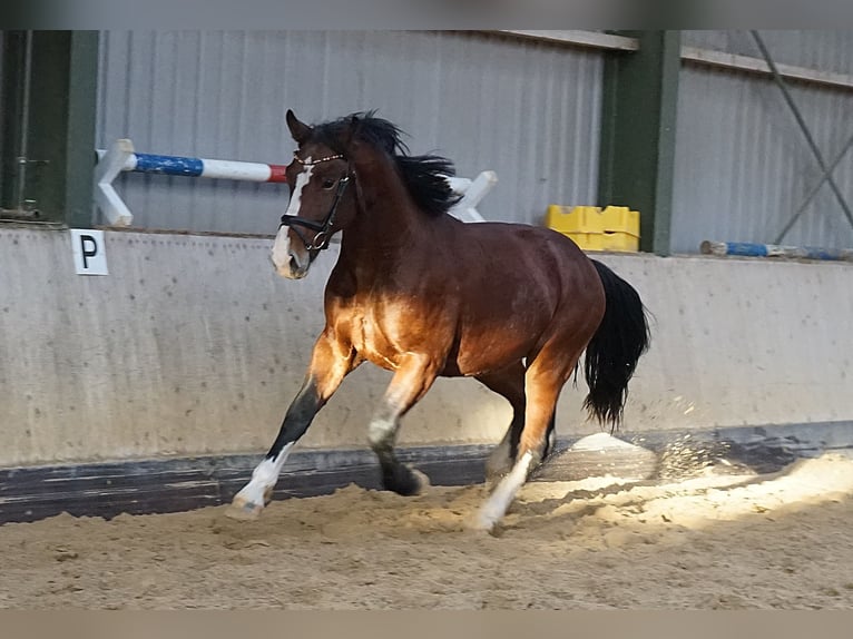 Moritzburg Stallone 2 Anni 163 cm Baio in Hermsdorf