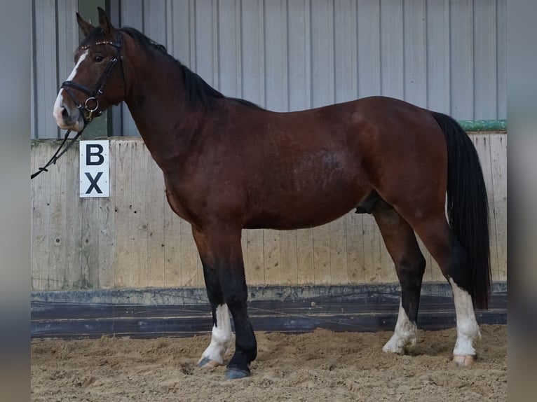 Moritzburg Stallone 2 Anni 163 cm Baio in Hermsdorf