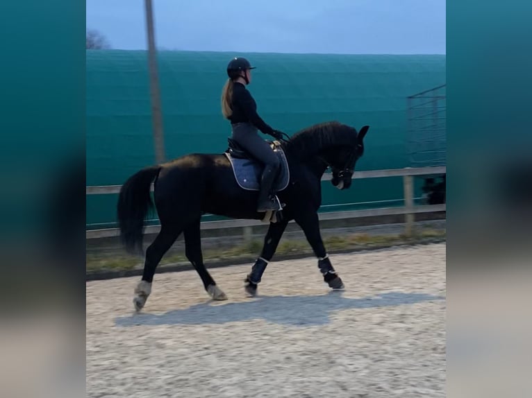 Moritzburger Gelding 10 years 15.2 hh Black in Berlin