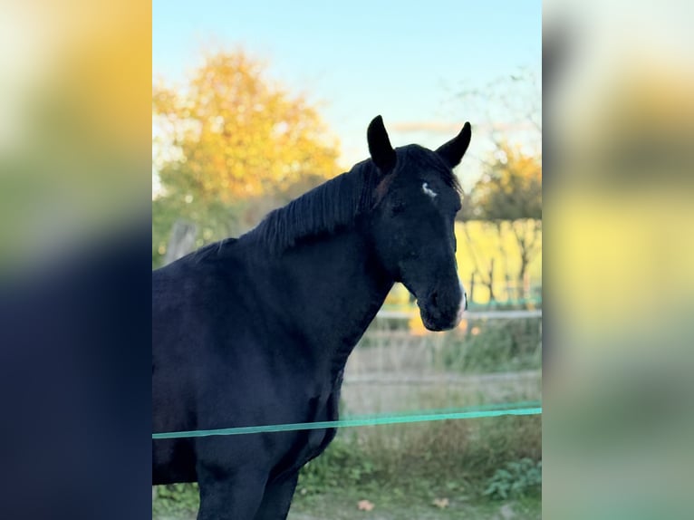Moritzburger Gelding 10 years 15.2 hh Black in Berlin