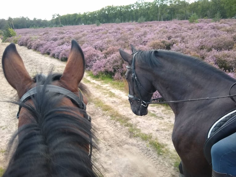 Moritzburger Gelding 16 years 17 hh Black in Sprang-Capelle
