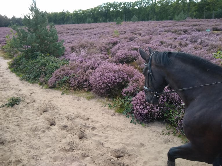 Moritzburger Gelding 16 years 17 hh Black in Sprang-Capelle