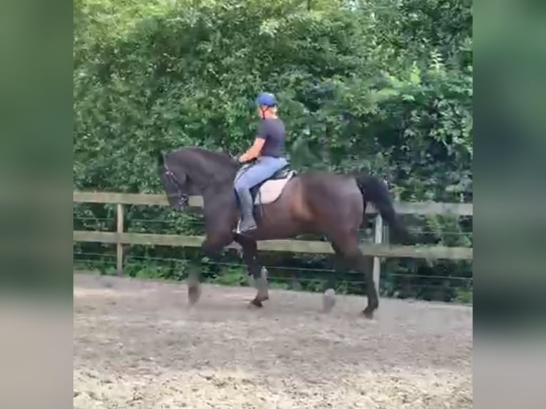 Moritzburger Gelding 16 years 17 hh Black in Sprang-Capelle