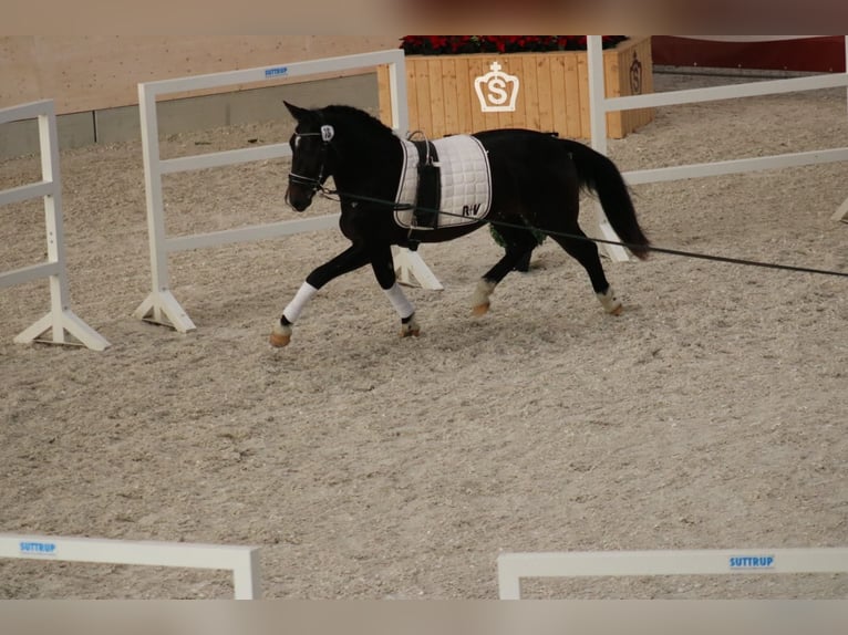 Moritzburger Gelding 3 years 15,2 hh Smoky-Black in Döbeln