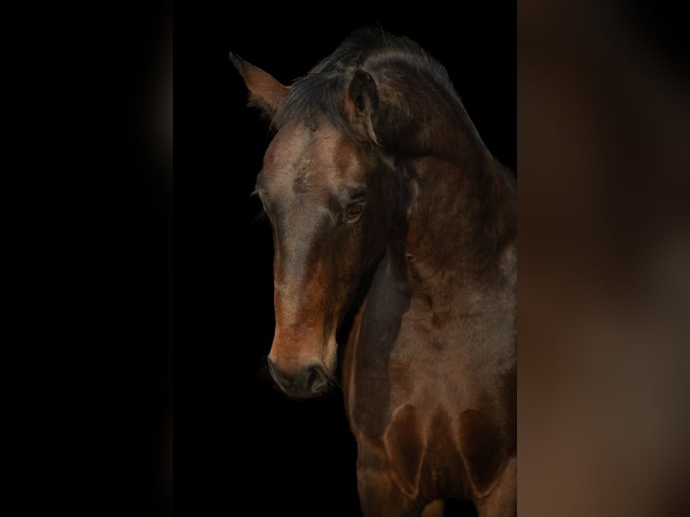 Moritzburger Gelding 4 years  in Ellefeld