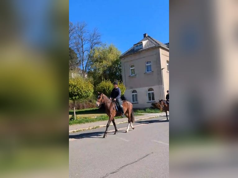 Moritzburger Gelding 4 years  in Ellefeld
