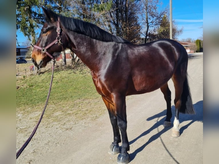 Moritzburger Gelding 7 years 17 hh in Gauting