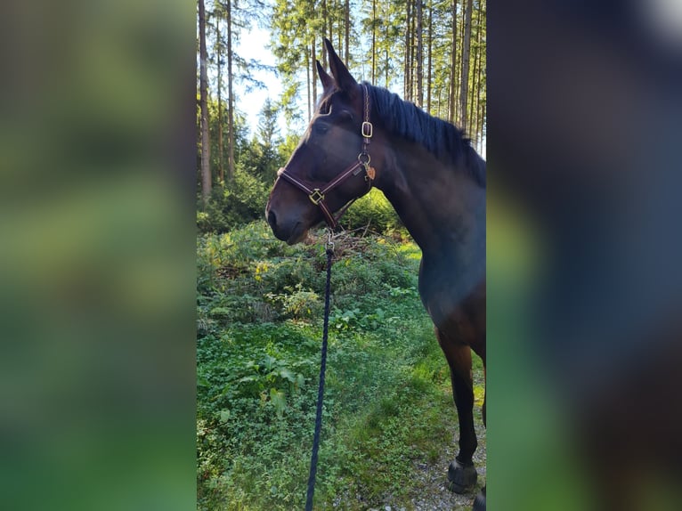 Moritzburger Gelding 7 years 17 hh in Gauting