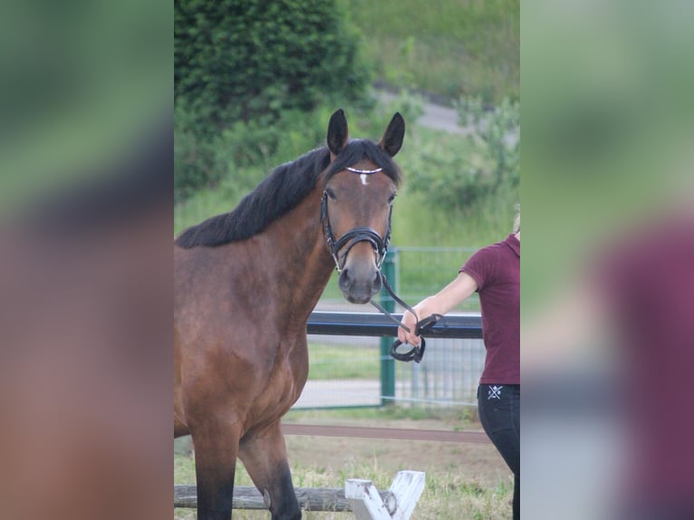 Moritzburger Klacz 7 lat 165 cm Gniada in DöbelnDöbeln