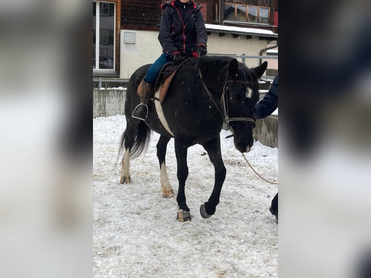 Moritzburger Mare 5 years 15,2 hh Black in Klosters