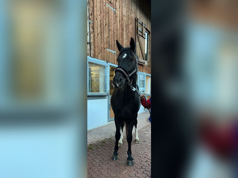 Moritzburger Mare 5 years 15,2 hh Black in Klosters