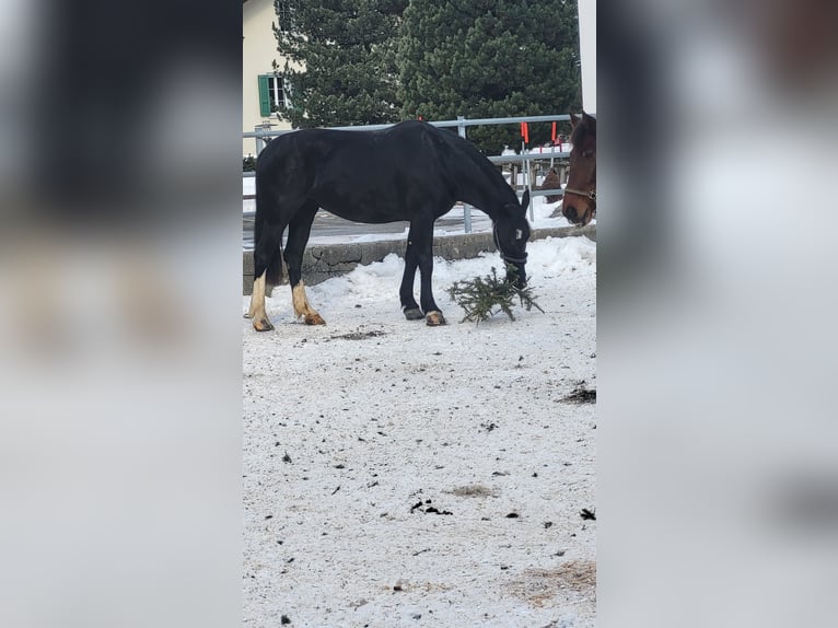 Moritzburger Mare 5 years 15,2 hh Black in Klosters