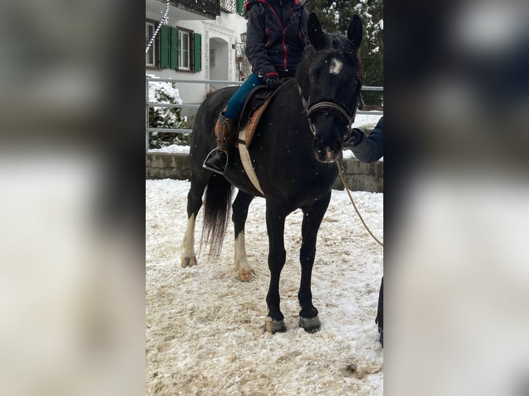 Moritzburger Mare 5 years 15,2 hh Black in Klosters