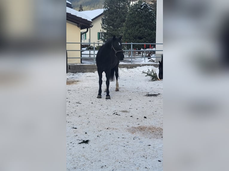 Moritzburger Mare 5 years 15,2 hh Black in Klosters