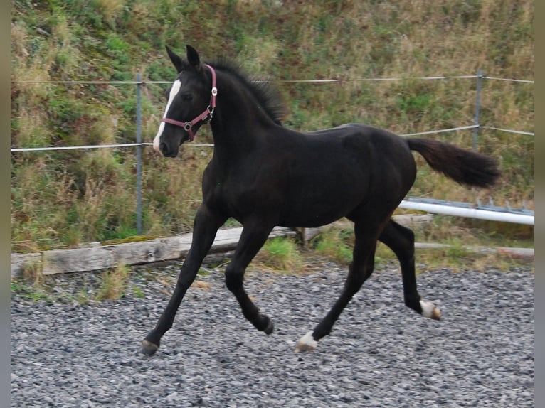 Moritzburger Mare Foal (05/2024) Black in Chemnitz