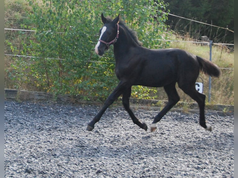 Moritzburger Mare Foal (05/2024) Black in Chemnitz