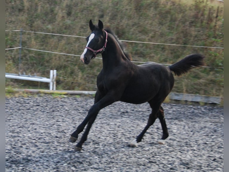 Moritzburger Mare Foal (05/2024) Black in Chemnitz