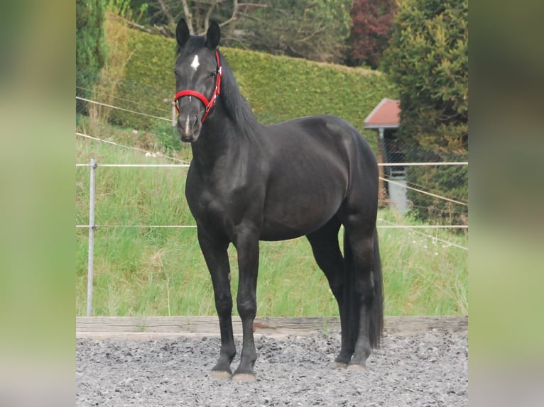 Moritzburger Mare Foal (05/2024) Black in Chemnitz