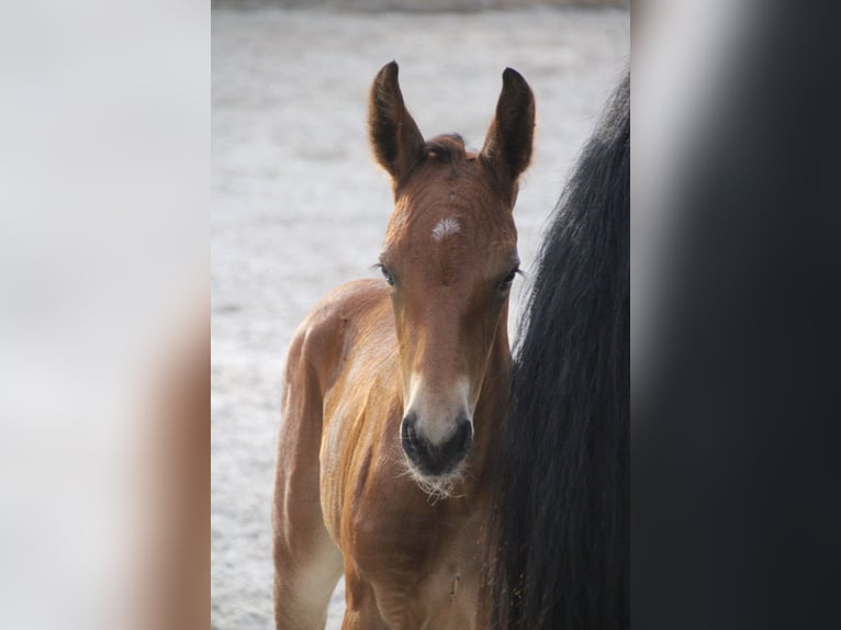 Moritzburger Mare Foal (05/2026) Brown in DöbelnDöbeln