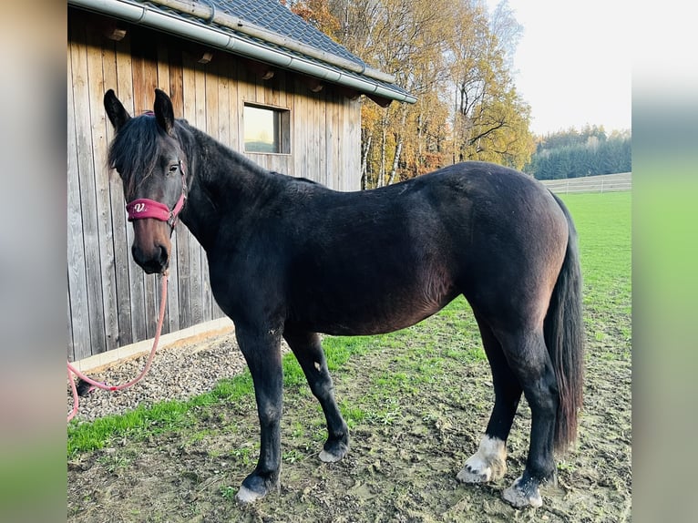 Moritzburger Mix Merrie 2 Jaar 155 cm Bruin in Kirchendemenreuth