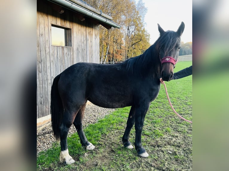 Moritzburger Mix Merrie 2 Jaar 155 cm Bruin in Kirchendemenreuth