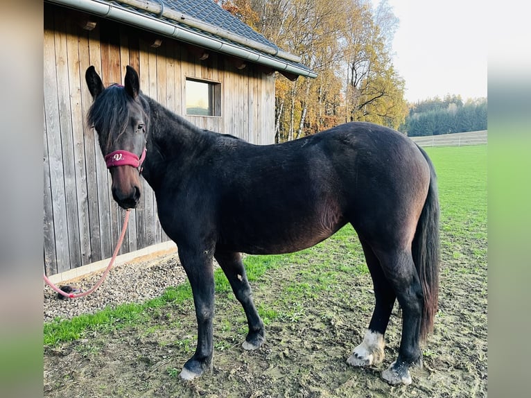 Moritzburger Mix Merrie 2 Jaar 155 cm Bruin in Kirchendemenreuth