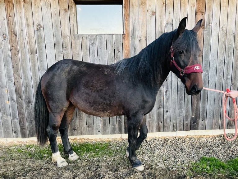 Moritzburger Mix Merrie 2 Jaar 155 cm Bruin in Kirchendemenreuth