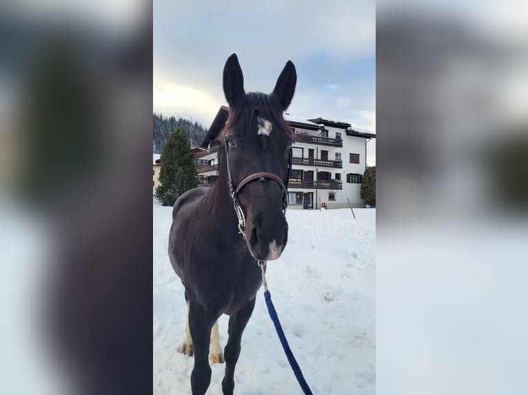 Moritzburger Merrie 5 Jaar 160 cm Zwart in Klosters