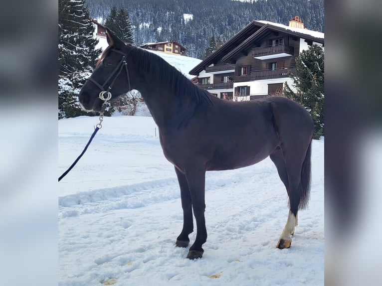 Moritzburger Merrie 5 Jaar 160 cm Zwart in Klosters