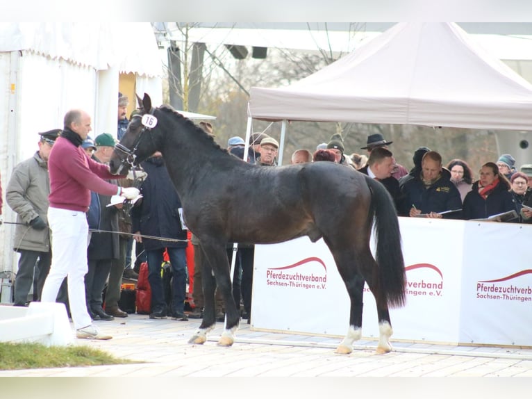 Moritzburger Ruin 3 Jaar 161 cm Zwartbruin in Döbeln
