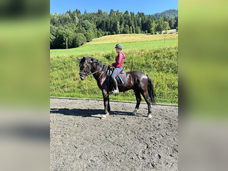 Moritzburger Ruin 4 Jaar 166 cm Zwart in Sankt Veit im Pongau