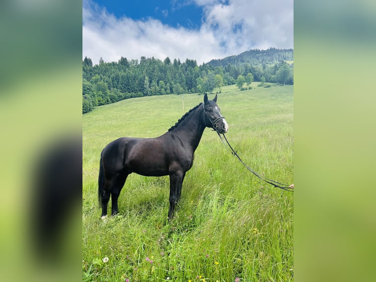 Moritzburger Ruin 4 Jaar 166 cm Zwart in Sankt Veit im Pongau