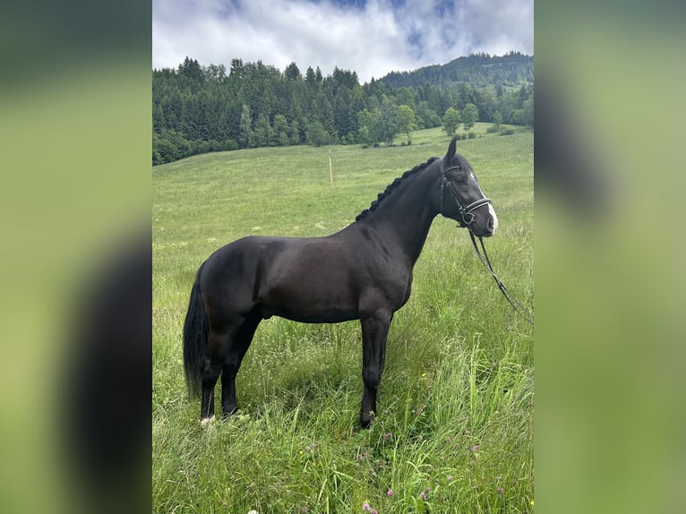 Moritzburger Ruin 4 Jaar 166 cm Zwart in Sankt Veit im Pongau