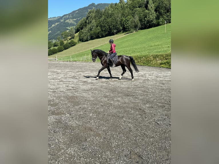 Moritzburger Ruin 4 Jaar 166 cm Zwart in Sankt Veit im Pongau