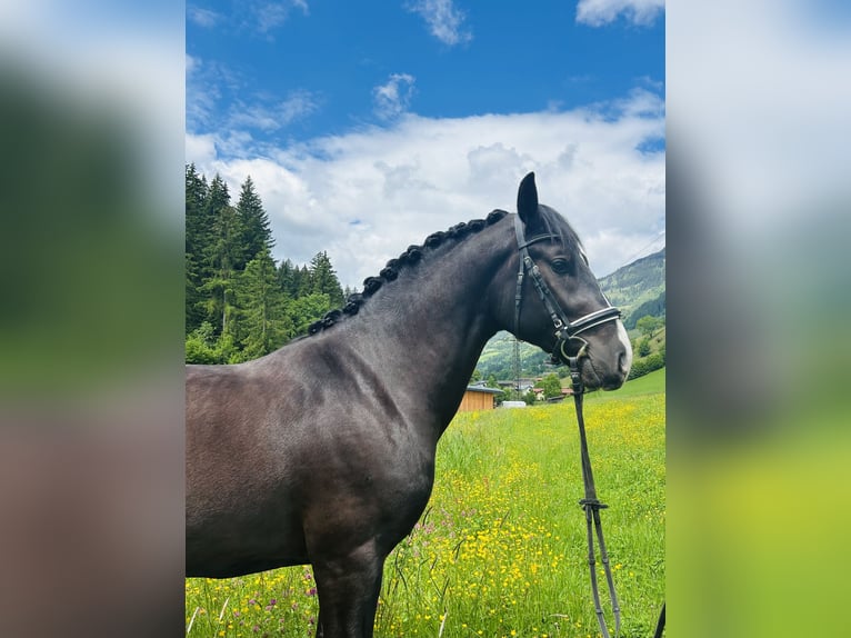 Moritzburger Ruin 4 Jaar 166 cm Zwart in Sankt Veit im Pongau