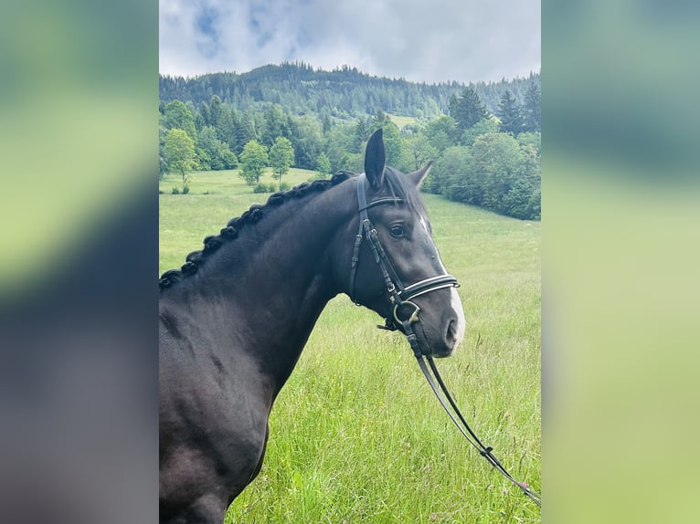 Moritzburger Ruin 4 Jaar 166 cm Zwart in Sankt Veit im Pongau