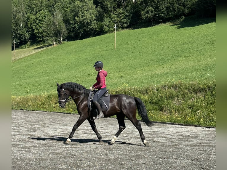 Moritzburger Ruin 4 Jaar 166 cm Zwart in Sankt Veit im Pongau