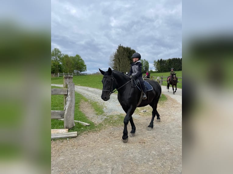 Moritzburger Ruin 4 Jaar  in Ellefeld