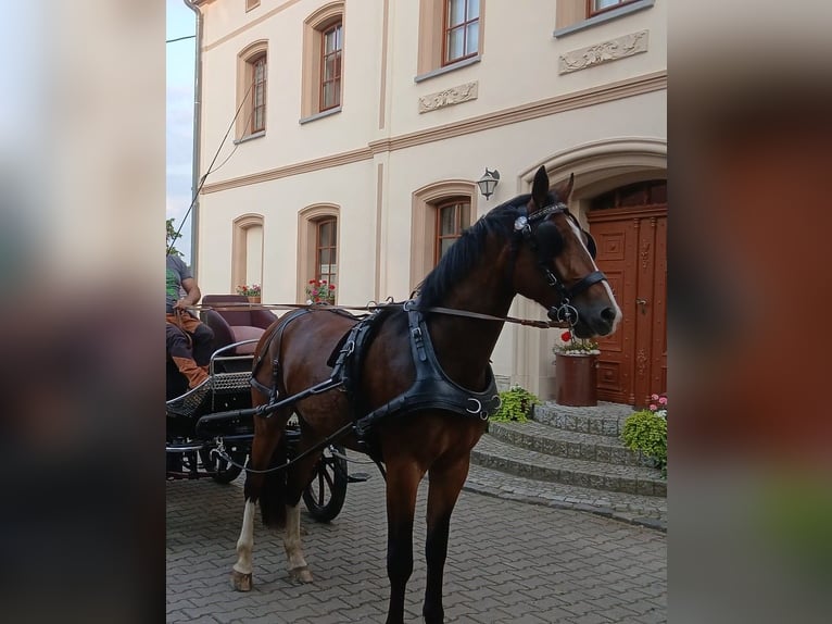 Moritzburger Ruin 4 Jaar  in Ellefeld