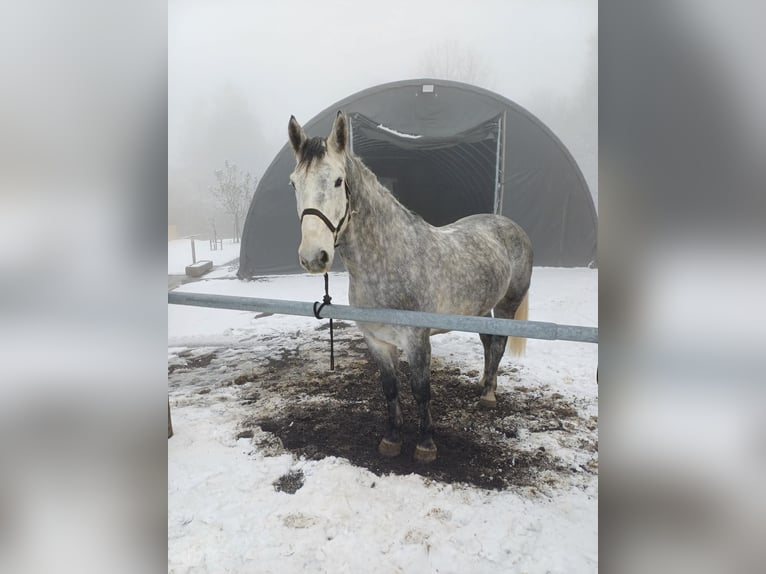 Moritzburger Ruin 6 Jaar 170 cm in Ottenschlag