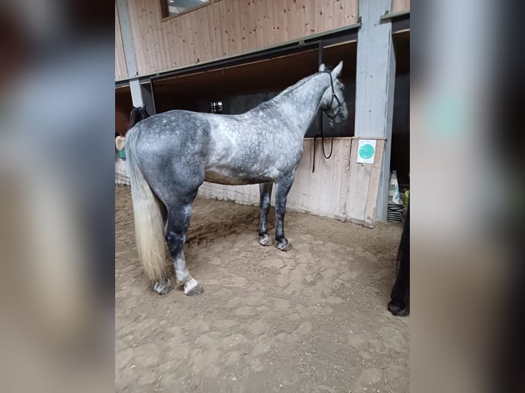 Moritzburger Ruin 6 Jaar 170 cm in Ottenschlag