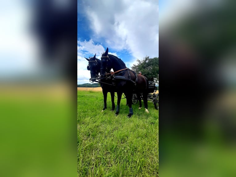 Moritzburger Stute 10 Jahre 170 cm Rappe in Löbau