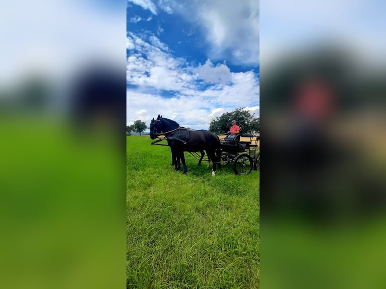 Moritzburger Stute 10 Jahre 170 cm Rappe in Löbau