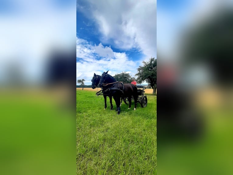 Moritzburger Stute 10 Jahre 170 cm Rappe in Löbau