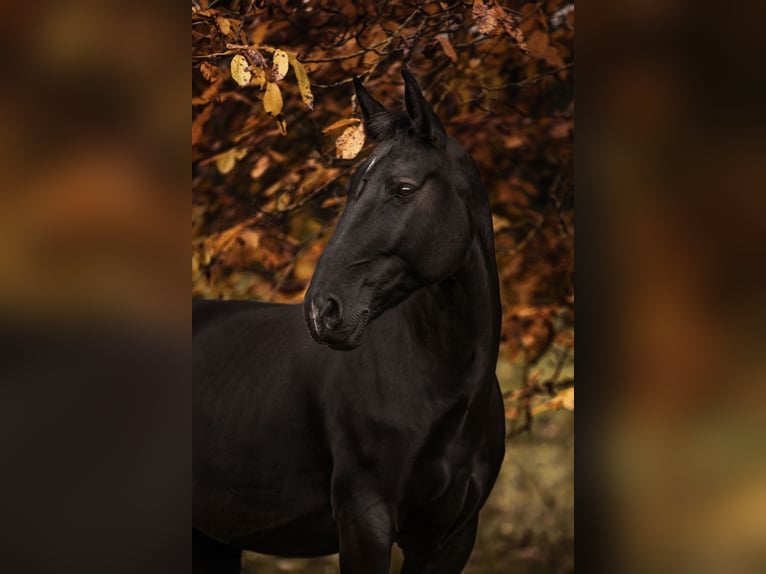 Moritzburger Stute 11 Jahre 165 cm Rappe in Trebur-Astheim