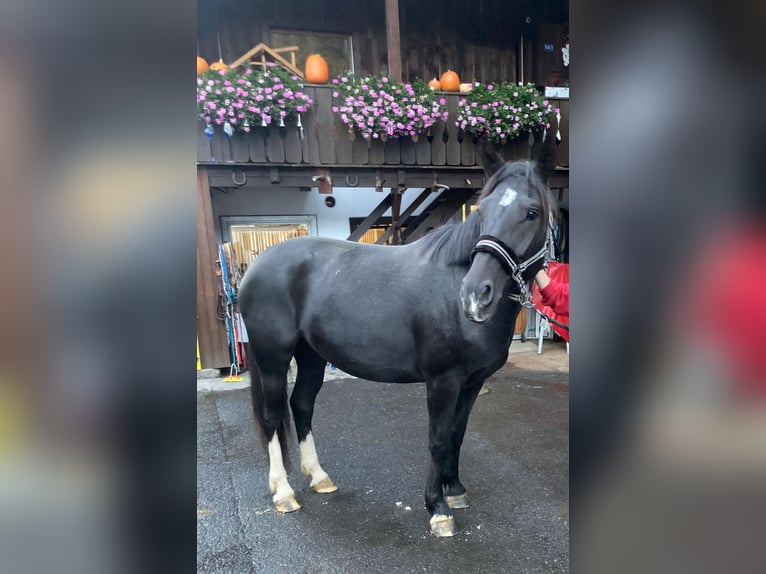 Moritzburger Stute 5 Jahre 160 cm Rappe in Klosters