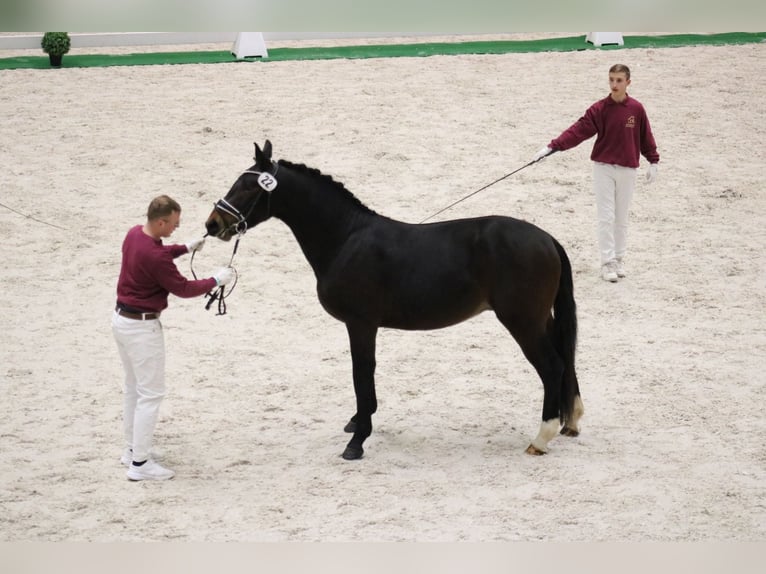 Moritzburger Wałach 2 lat 163 cm Ciemnogniada in D&#xF6;beln