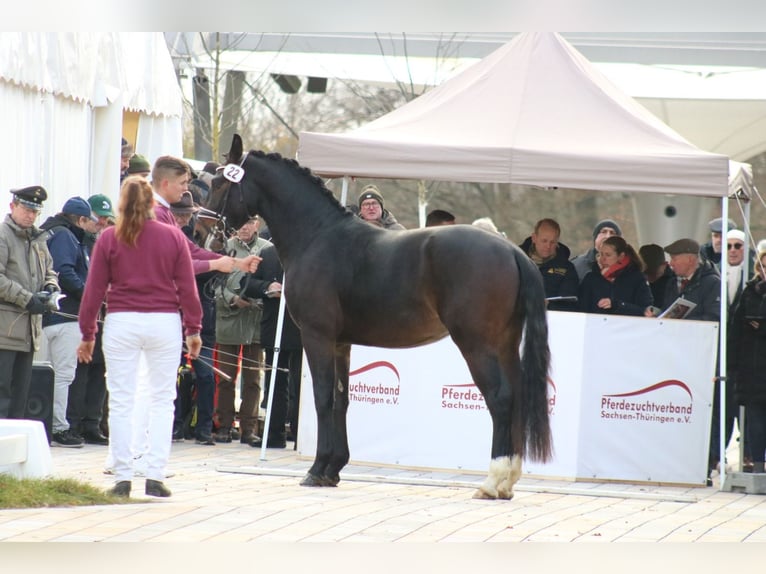 Moritzburger Wałach 2 lat 163 cm Ciemnogniada in D&#xF6;beln